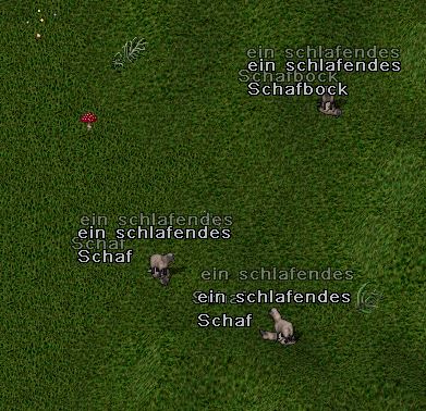 Doppeltes Schäfchen, wenn es schläft